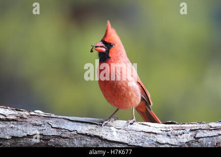 Un brillante maschio rosso cardinale settentrionale (Cardinalis cardinalis) appollaiate su un ramo in caduta di mangiare semi Foto Stock