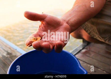 Uomo in possesso di un giovane trasparente yabby Foto Stock