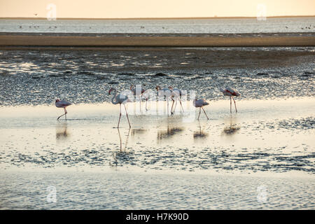 Un gruppo di colore rosa e bianco i fenicotteri si muove lungo l'Oceano Atlantico fondali bassi a Walvis Bay della costa della Namibia Foto Stock