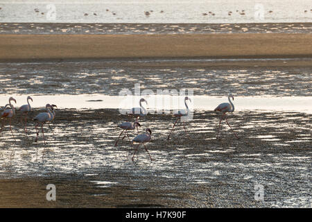 Un gruppo di colore rosa e bianco i fenicotteri si muove lungo l'Oceano Atlantico fondali bassi a Walvis Bay della costa della Namibia Foto Stock