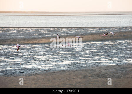 Alcuni rosa e bianco i fenicotteri sono catturati durante il volo lungo l'Oceano Atlantico fondali bassi a Walvis Bay della costa della Namibia Foto Stock