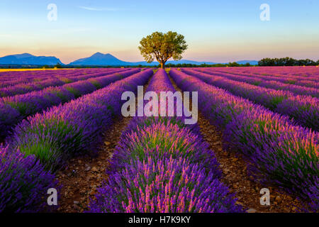 Albero in campo di lavanda al tramonto Foto Stock