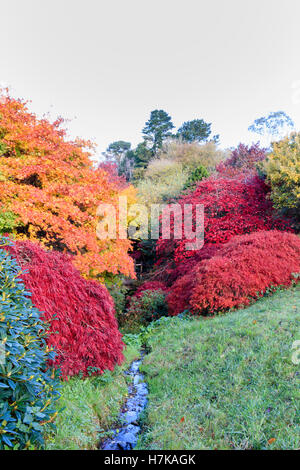 Rosso, arancione e giallo Colore di autunno da aceri giapponesi in Acer glade al Garden House, Devon Foto Stock
