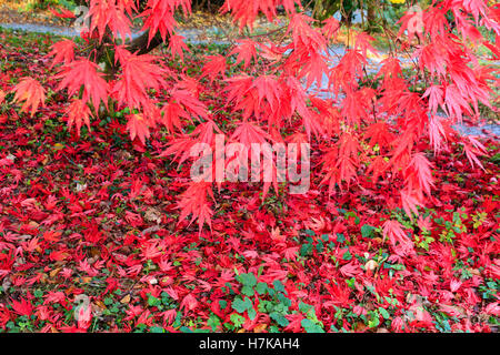 Colore di autunno si intensifica la chioma rossa del giapponese acero Acer palmatum 'Chitoseyama' Foto Stock