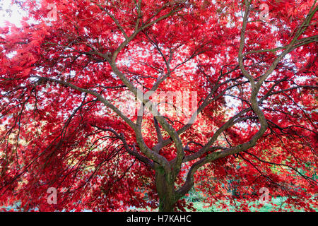 Colore di autunno si intensifica la chioma rossa del giapponese acero Acer palmatum 'Chitoseyama' Foto Stock