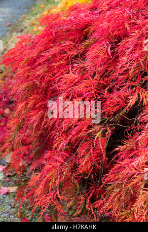 Rosso Feathery fogliame intensificato dalla colorazione autunnale della piccola Giapponese di acero, Acer palmatum var. dissectum " Inaba Shidare' Foto Stock