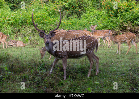 Spotted Deer (asse asse) Foto Stock