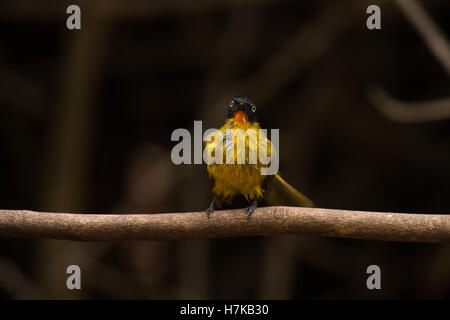 La fiamma-throated Ruby throated Bulbul, (Pycnonotus gularis), Dandeli i Ghati Occidentali Foto Stock