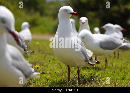 Flock of Seagulls di lotta contro il chip alla spiaggia Foto Stock