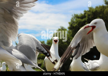 Flock of Seagulls di lotta contro il chip alla spiaggia Foto Stock