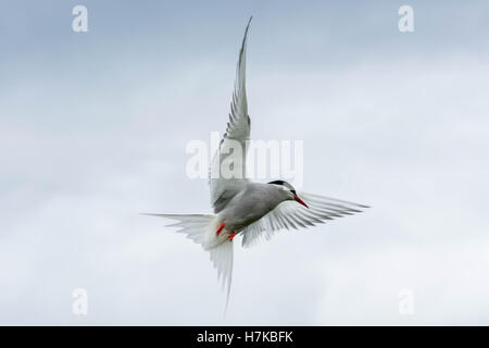 Arctic Tern, Isle of May, Firth of Forth, Scotland, Regno Unito Foto Stock