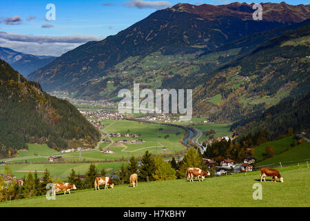 Di Zell am Ziller: valle Zillertal, alp pascolo alpino, mucche, Zell-Gerlos, Tirolo Tirolo, Austria Foto Stock