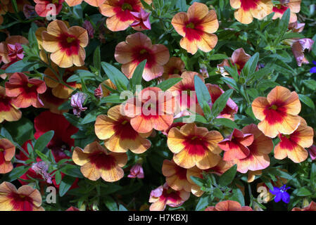 Hanging basket fiori in close up Foto Stock