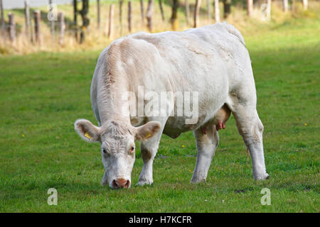 Charolais vacca (Bos primigenius taurus) il pascolo in un pascolo, Schleswig-Holstein, Germania Foto Stock