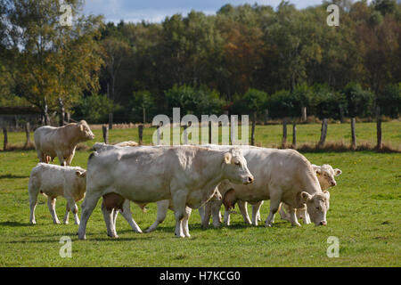 Allevamento di bovini Charolais (Bos primigenius roperus), vitelli, mucche e bull in un pascolo, Schleswig-Holstein, Germania Foto Stock