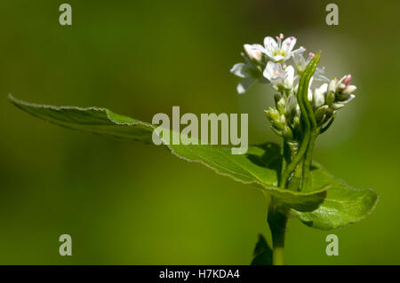 Il grano saraceno (Fagopyrum esculentum, Poligonacee) Foto Stock