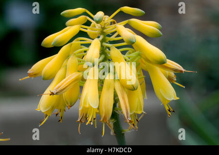 Aloe (Aloe sinkatana) Foto Stock