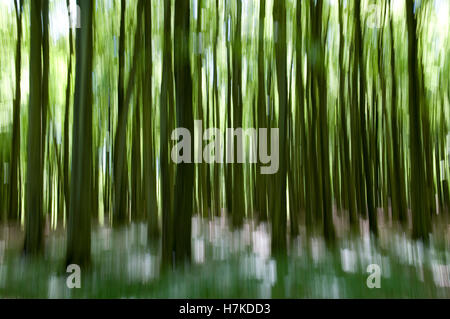 Foresta di faggio nel Jasmund National Park, Isola di Ruegen, Meclemburgo-Pomerania Occidentale Foto Stock