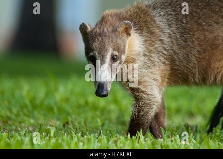 Adulto maschio bianco-coati dal naso (Nasua narica) Foto Stock