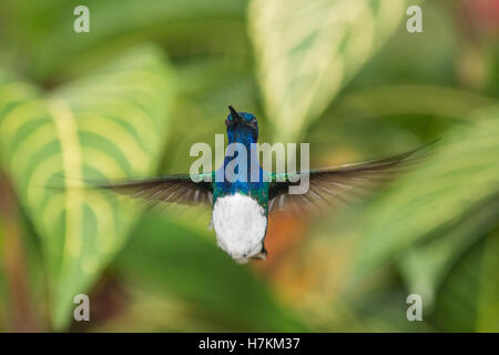 Un bianco colli hummingbird giacobina vola nella foresta per via topica dell Ecuador nella valle Tandayapa. Foto Stock