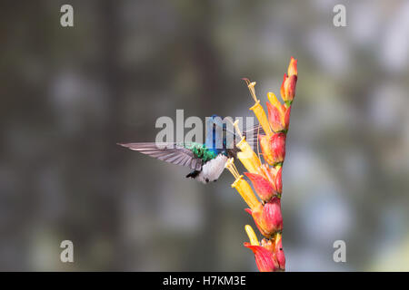 Un bianco colli feed giacobina sul ricco di nettare dei fiori in Tandayapa Valle dell Ecuador. Foto Stock