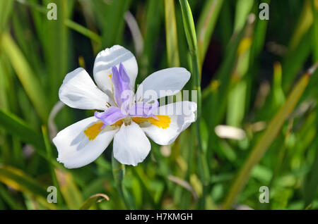 Grande iris selvatici o fata Iris, Dietes grandiflora, crescendo in un giardino australiano Foto Stock