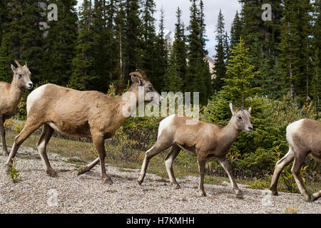 Allevamento di pecore bighorn, Parco Nazionale Zion, Utah, Stati Uniti d'America Foto Stock