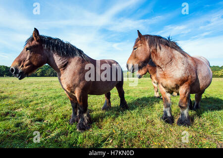 Le Ardenne o Ardennais cavalli in un campo nella regione delle Ardenne del Belgio. Foto Stock