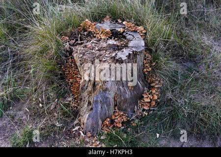 Il moncone coperta con fungo in Mont Saint-Frieux, Hardelot, Côte d'Opale, Pas de Calais, Francia Foto Stock