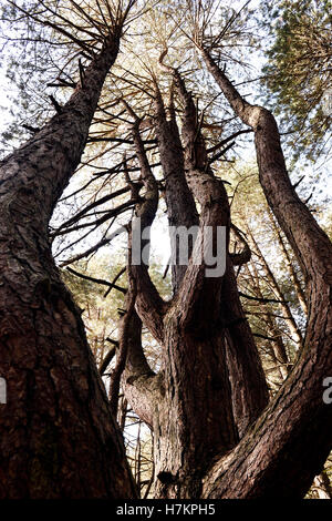 Pinete a Mont Saint-Frieux, Hardelot, Pas de Calais, Côte d'Opale, Francia Foto Stock