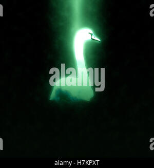 Migliorate digitalmente immagine di un cigno bianco nuotare nel fiume Danubio, Austria Foto Stock