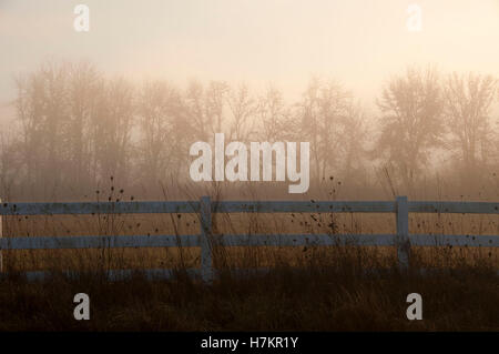 Silhouette ad albero nella nebbia con la recinzione, Polk County, Oregon Foto Stock