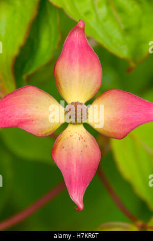 Sanguinello bloom, Schreiners Iris giardini, Keizer, Oregon Foto Stock