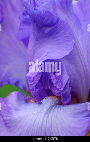 Mary Frances iris (dighe medaglia), Iris Schreiners giardini, Keizer, Oregon Foto Stock