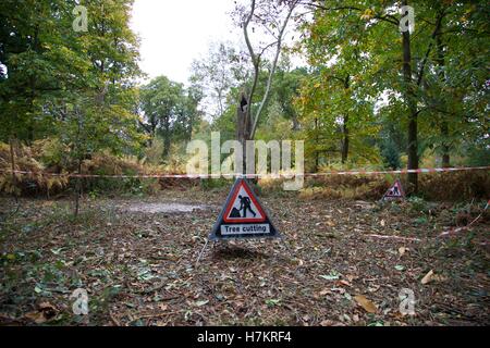 Albero segno di taglio. Foto Stock