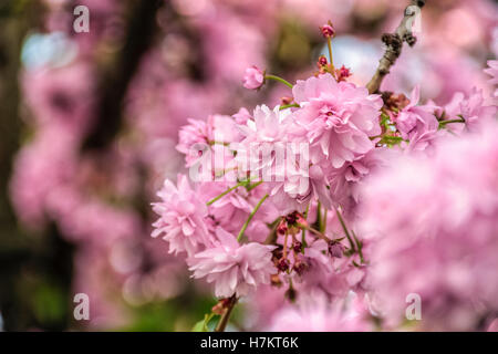 Delicati fiori rosa sbocciato ciliegi giapponesi, close up Foto Stock