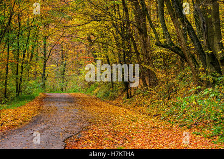 Ampio sentiero con fogliame in ombra di alberi di autunno Foto Stock