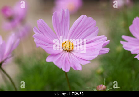 Primo piano di un Cosmo Rosa fiorente in un giardino inglese. REGNO UNITO Foto Stock