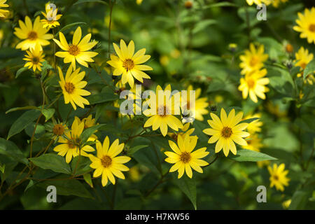 Primo piano di Helianthus Lemon Queen in fiore, Inghilterra, Regno Unito Foto Stock