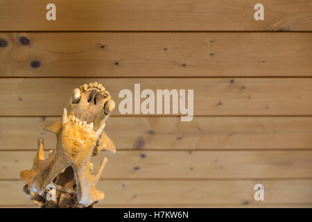 Dettagli dello scheletro di un orso fossile Foto Stock