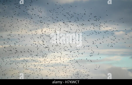 Grande stormo di uccelli che vola nel cielo. La splendida natura dello sfondo. Concetto di libertà e di movimento. Foto Stock