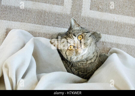 British Shorthair Gatto sdraiato sul pavimento guardando verso l'alto. Foto Stock