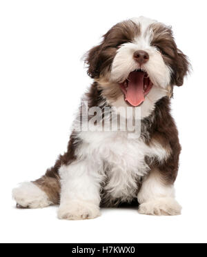 Funny sbadigli chocholate havanese cucciolo di cane Foto Stock