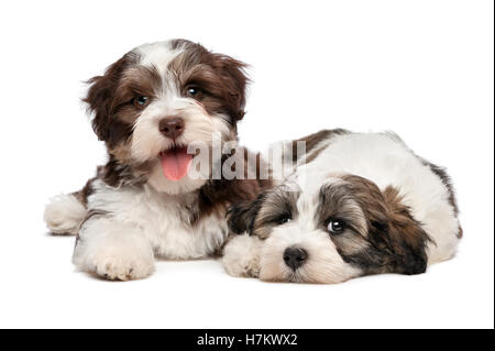 Due graziosi bichon havanese cuccioli sono affiancati tra di loro e guardando la fotocamera Foto Stock