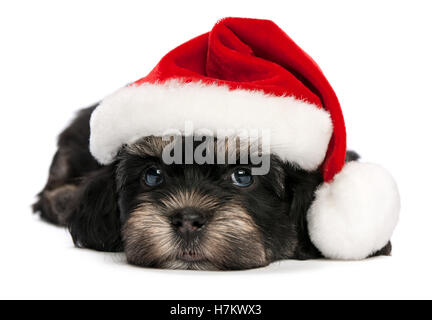 Carino giacente Bichon Havanese cucciolo di cane nel cappello di Natale Foto Stock