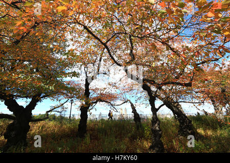 Alberi di Central Park a New York City e visualizzare una festa di tonalità vibranti durante l'inizio della stagione d'autunno. Foto Stock