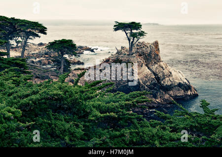 Lone Cipresso, 17-Mile Drive, spiaggia ghiaiosa, Monterey, California, Stati Uniti d'America Foto Stock