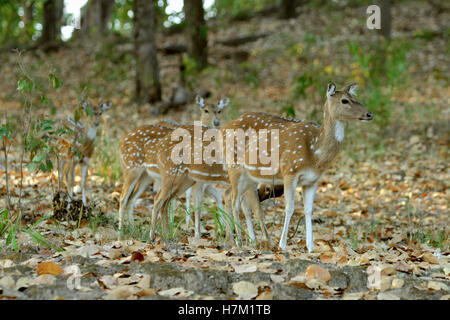 Avvistato cervi o chital, asse asse, Parco Nazionale di Kanha, Madhya Pradesh, India Foto Stock