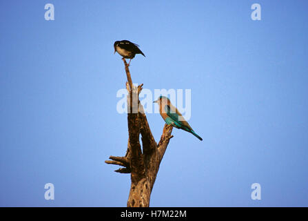 Asian Pied fissando, Sturnus Contra, seduta sul ramo superiore e il rullo indiano, Coracias benghalensis, al ramo inferiore a Keo Foto Stock