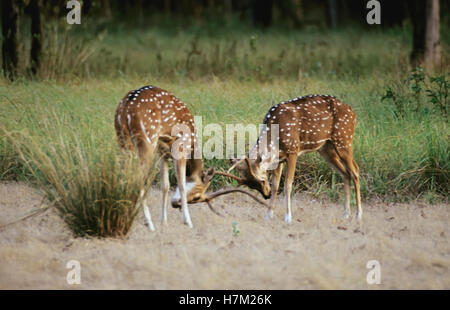 Chital Spotted-Deers, asse asse, maschi combattimenti, al Parco Nazionale di Kanha, Madhya Pradesh, India. Foto Stock